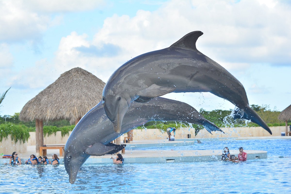 Dolphin Experiences in Punta Cana